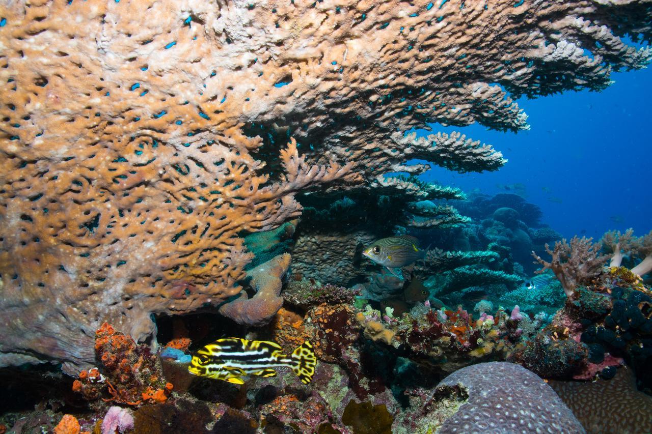 Verani Gecko Nature Lodge Home Of Swahili Divers The Best Dive Center And Famous Gecko Restaurant מראה חיצוני תמונה