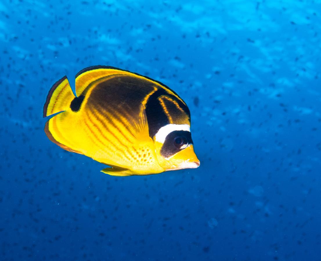 Verani Gecko Nature Lodge Home Of Swahili Divers The Best Dive Center And Famous Gecko Restaurant מראה חיצוני תמונה