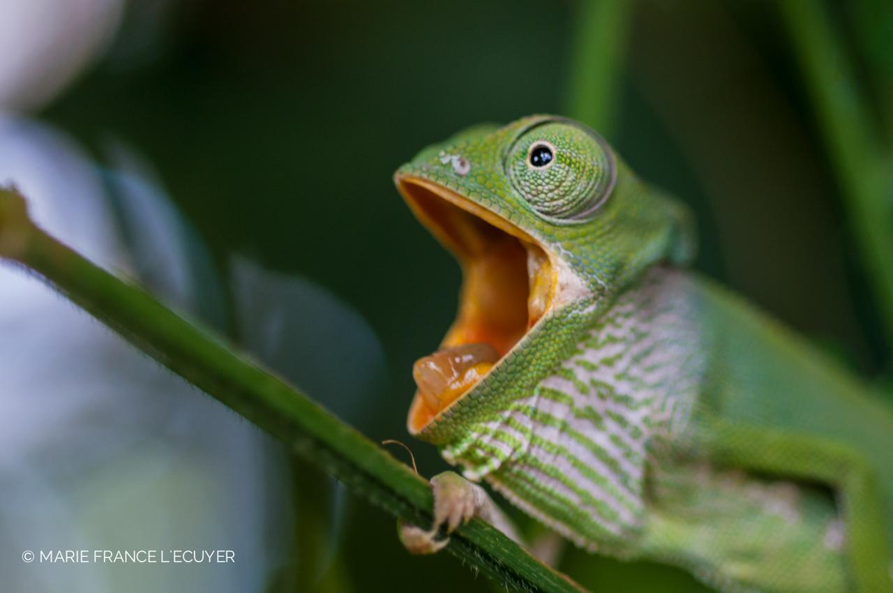 Verani Gecko Nature Lodge Home Of Swahili Divers The Best Dive Center And Famous Gecko Restaurant מראה חיצוני תמונה