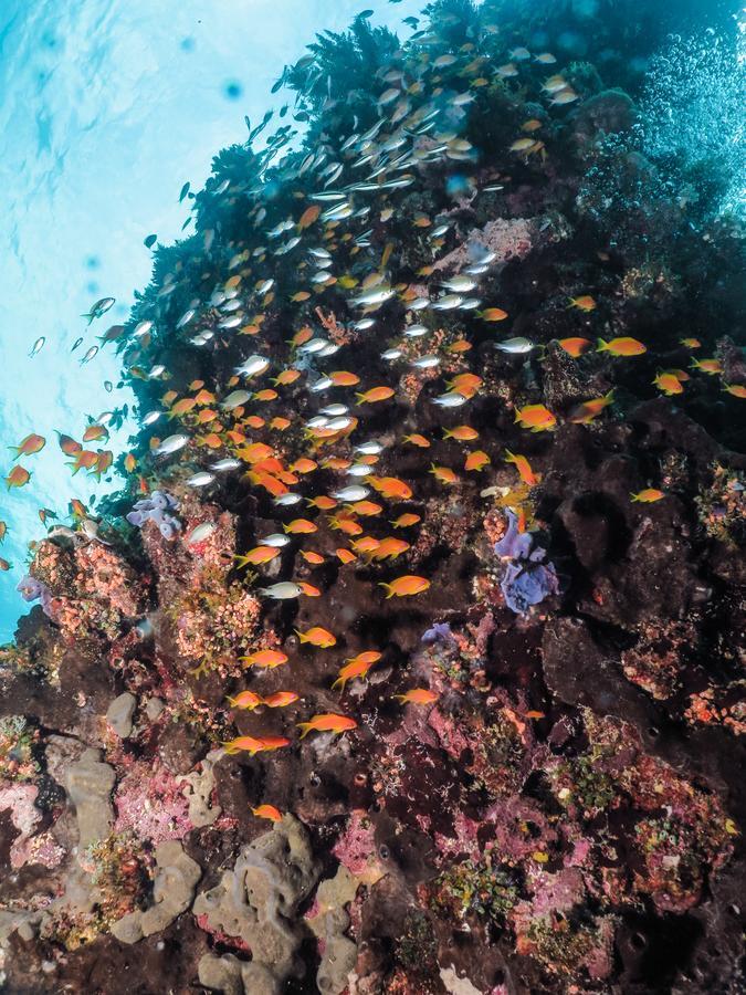 Verani Gecko Nature Lodge Home Of Swahili Divers The Best Dive Center And Famous Gecko Restaurant מראה חיצוני תמונה