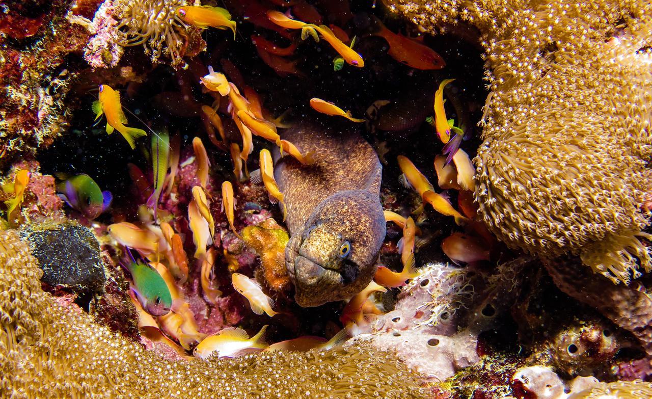 Verani Gecko Nature Lodge Home Of Swahili Divers The Best Dive Center And Famous Gecko Restaurant מראה חיצוני תמונה