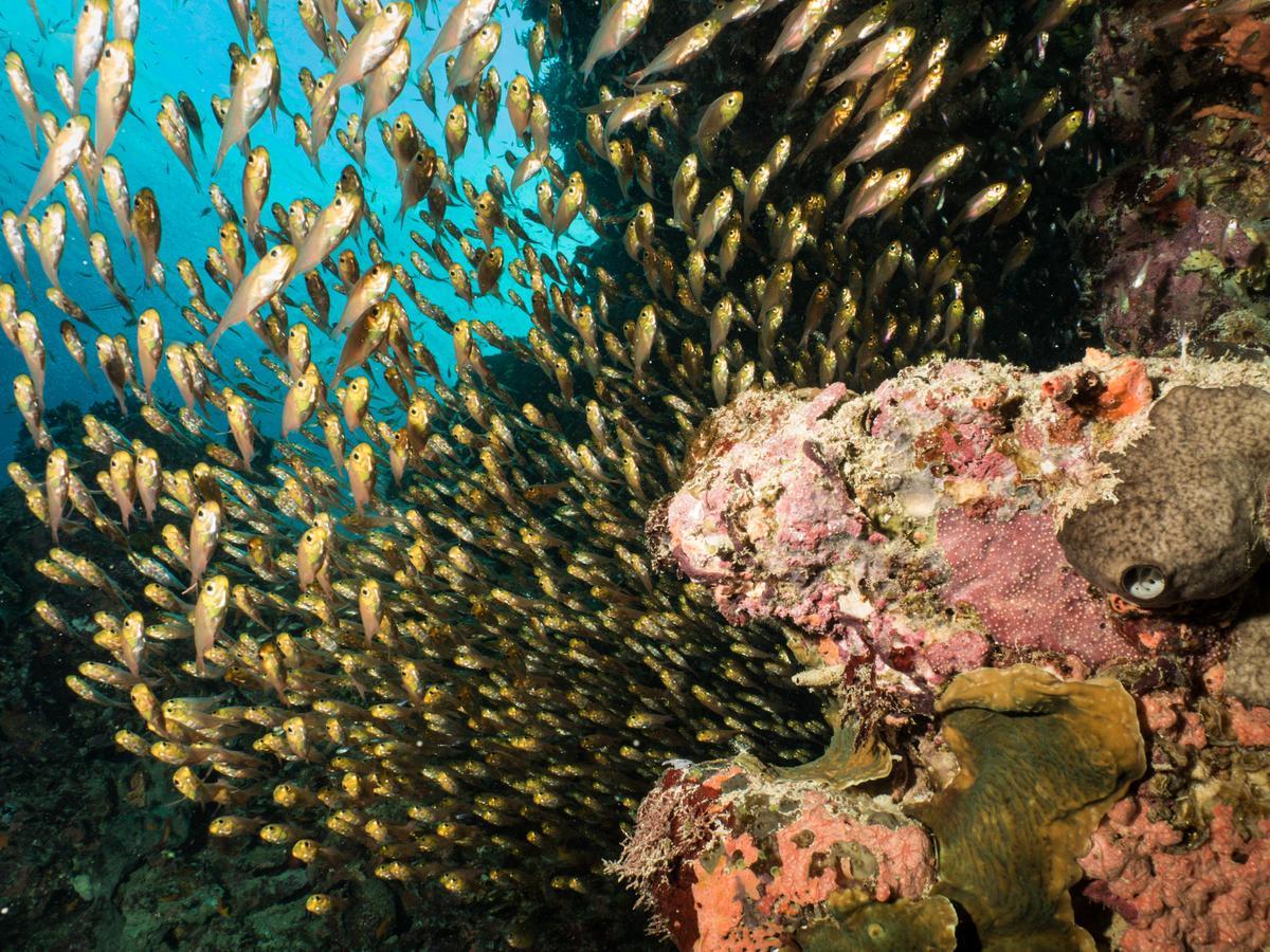 Verani Gecko Nature Lodge Home Of Swahili Divers The Best Dive Center And Famous Gecko Restaurant מראה חיצוני תמונה