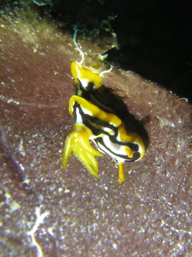Verani Gecko Nature Lodge Home Of Swahili Divers The Best Dive Center And Famous Gecko Restaurant מראה חיצוני תמונה