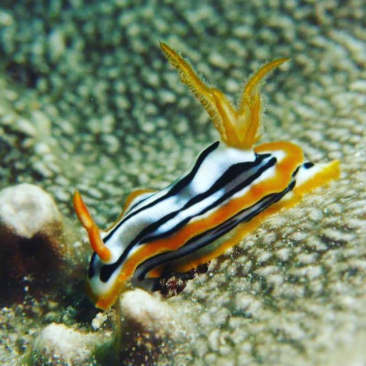 Verani Gecko Nature Lodge Home Of Swahili Divers The Best Dive Center And Famous Gecko Restaurant מראה חיצוני תמונה