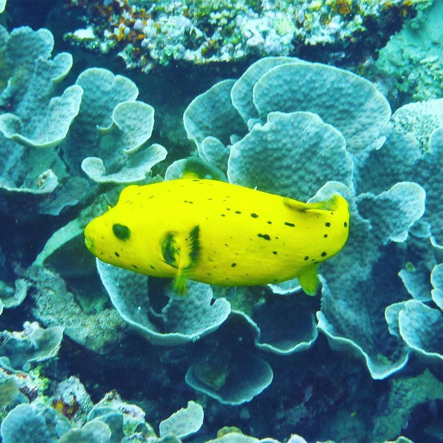Verani Gecko Nature Lodge Home Of Swahili Divers The Best Dive Center And Famous Gecko Restaurant מראה חיצוני תמונה