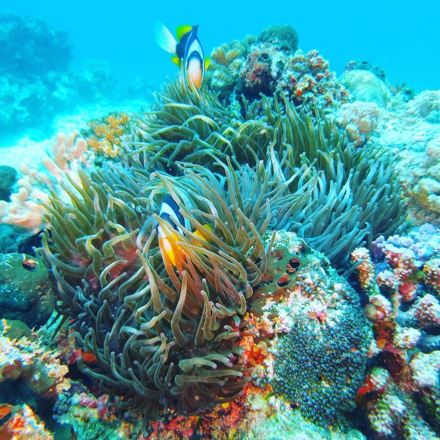 Verani Gecko Nature Lodge Home Of Swahili Divers The Best Dive Center And Famous Gecko Restaurant מראה חיצוני תמונה